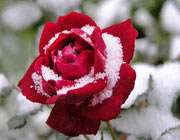 роза в снеге 