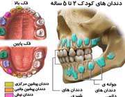 انواع دندان های شیری