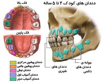 انواع دندان های شیری