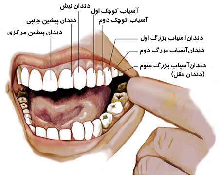 انواع دندان های دائمی