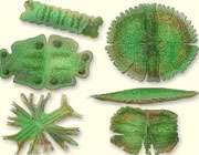 جلبکها در ابعاد میکروسکوپی