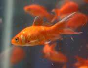 ماهی قرمز عید نوروز