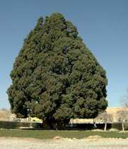 اكبر شجرة في العالم موجودة في ايران