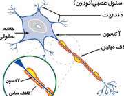 سلول عصبي