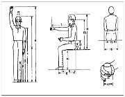 ابعاد آنتروپومتریك 