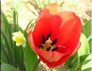 une tulipe
