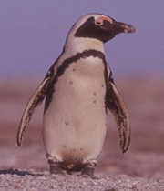 پنگوئن آفریقایی