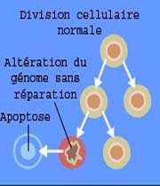 division cellulaire normale