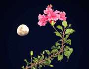 القمر و الوردة