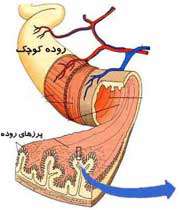 روده کوچک