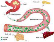 فرآیند تولید انسولین