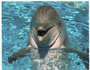 dolphin