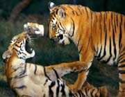combat de deux tigres