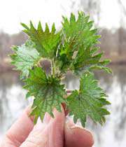 nettle