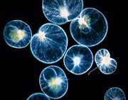 dianoflagellates