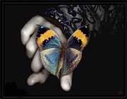 پروانه بر دست