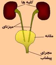 دستگاه ادراری