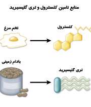 منابع تری گلسیرید و کلسترول