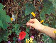 قوانین کشوری