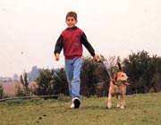 قوانین کشوری