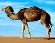camel or jamal