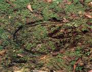 قالب‏گیری با گچ