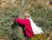women tied to tree