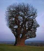 imagination tree