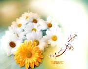 flower of ahlul bayt