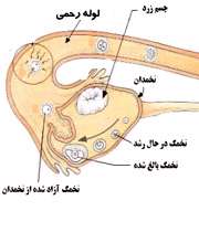 تخمک گذاری