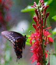 butterfly and flower