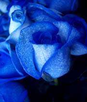 blue rose which is artificially coloured