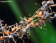 دنیای مورچه ها