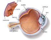 anatomie de l’œil humain
