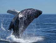 la baleine 