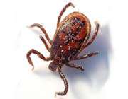 tick 