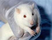 mouse, موش