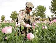 a foreign soldier walks through a poppy field in afghanistan.