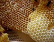  العسل