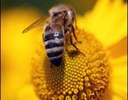 زنبورهای عسلی