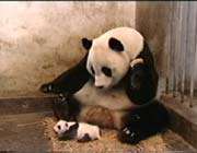 une maman panda et son petit