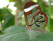 name of prophet muhammad on a butterfly