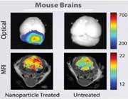 دارو رسانی به مغز موش