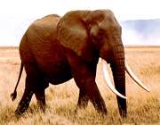 فیل آفریقایی