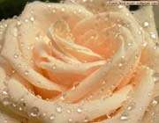 a beautful roze