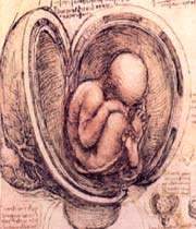 un fœtus