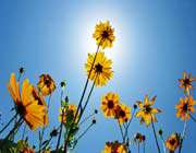 wild flowers