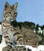 un lynx
