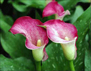 زهور الكالا