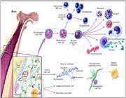 یاخته‌های زمینه‌ای مغز استخوان